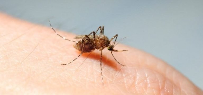 Bahia tem mais 25 mil casos de dengue em dois meses