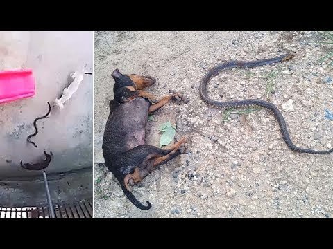 Cães atacam cobra para proteger menina de 1 ano; veja vídeo