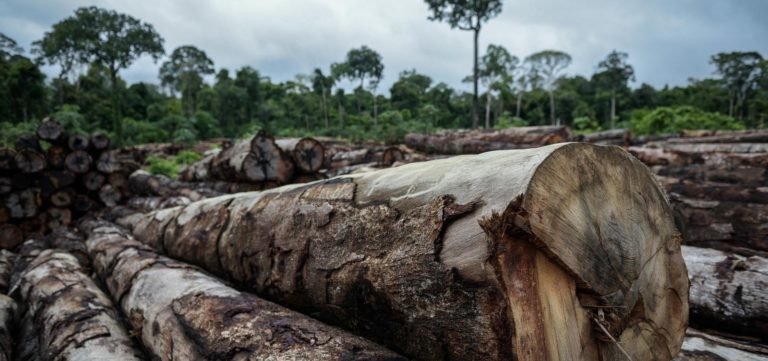 Desmatamento na Amazônia em junho é 88% maior do que em 2018