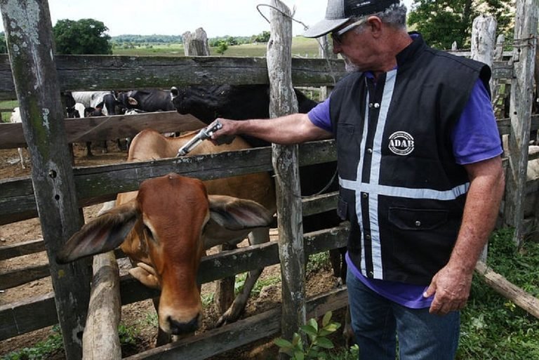 Bahia vacina 93,80% do rebanho contra febre aftosa