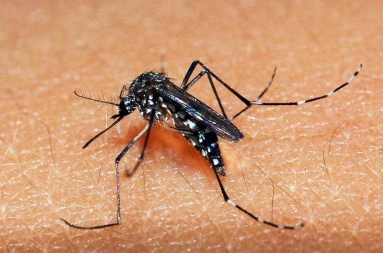 SAJ: criança com suspeitas de dengue hemorrágica será transferida para Salvador; 166 casos notificados em 2019