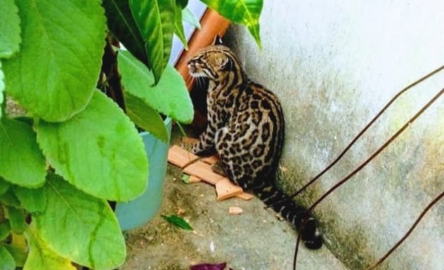 Filhote de jaguatirica é encontrado em garagem de casa do sul da Bahia