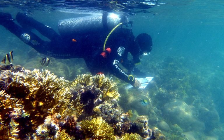 Aquecimento das águas do mar mata 90% dos corais-de-fogo no sul da Bahia