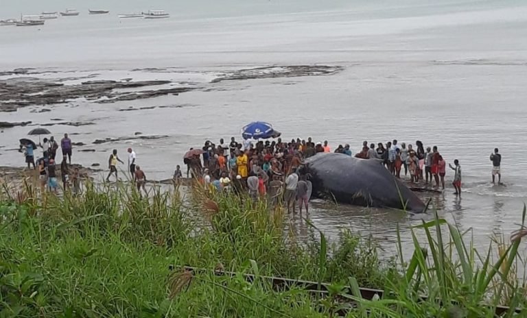 Em menos de 24 horas, duas baleias jubarte encalham em praia de Salvador