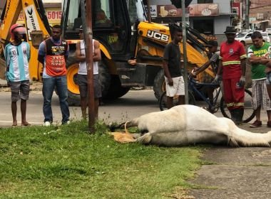 Cavalo arremessa cavaleiro e morre eletrocutado por fio solto de poste em SAJ