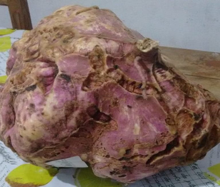 Agricultor colhe batata doce com mais de 7 quilos em Brejões