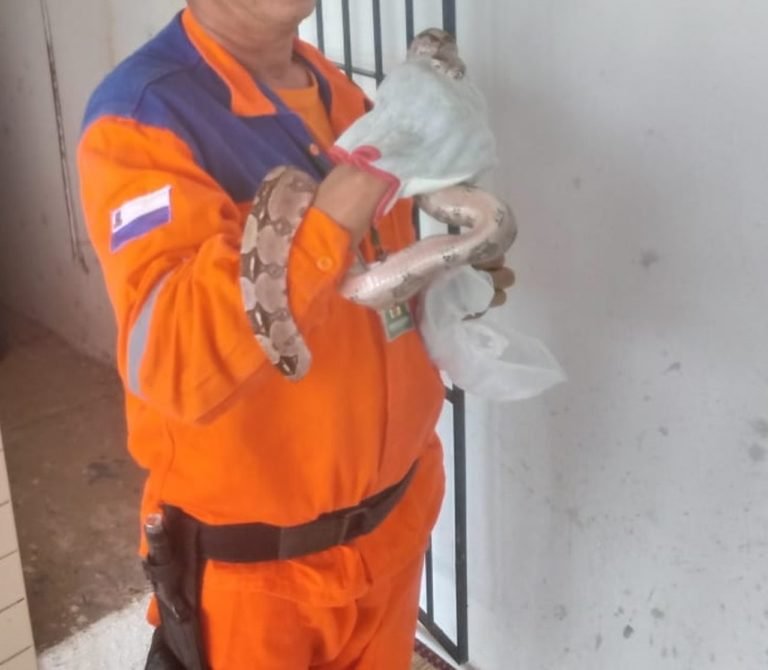 Jiboia de um metro e meio é encontrada dentro de escola em Camaçari