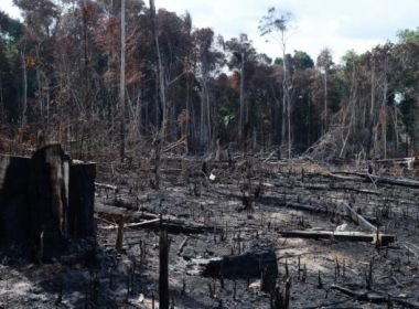 Desmatamento na Amazônia cresce 104% em novembro