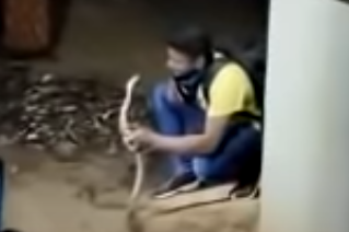 Vídeo: Homem morre após ser picado por cobra naja; vítima estava “brincando” com animal