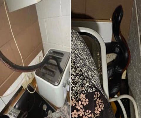 Mulher encontra cobra venenosa ‘escondida’ na torradeira