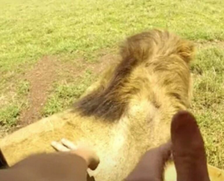 Vídeo: apesar das recomendações, homem toca leão em safári e escapa de ataque por pouco