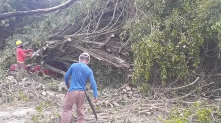 Homem sai ileso após carro ser atingido por árvore em Ilhéus; veículo ficou destruído