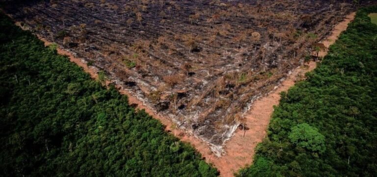 Desmatamento na Amazônia em maio é o maior nos últimos cinco anos
