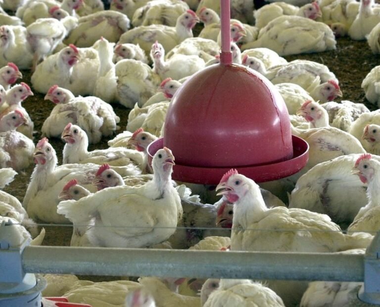 Foco de gripe aviária é descoberto na França; país decide abater diversas galinhas para conter vírus