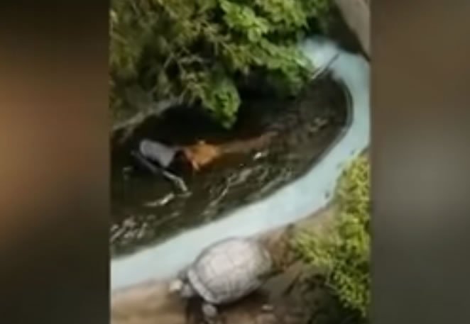 Turista confunde crocodilo de verdade com imitação, se aproxima para selfie e é atacado; vídeo