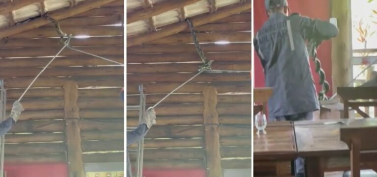 Cobra de 4 metros é encontrada na área interna de restaurante em Itabuna