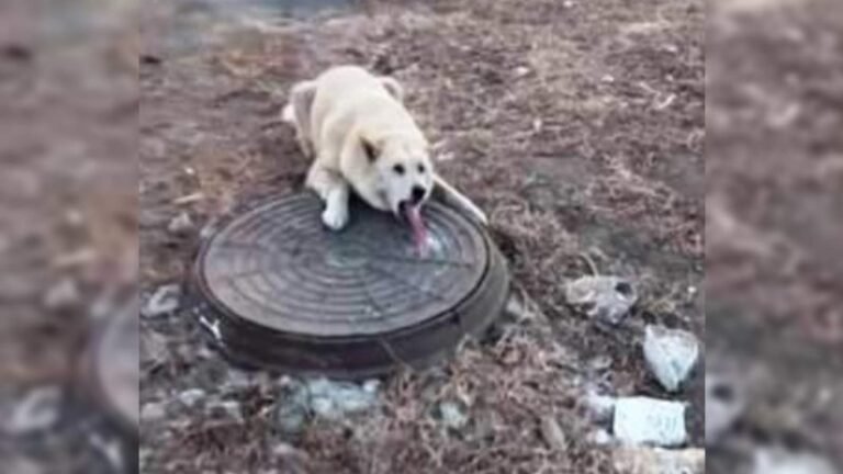 Vídeo: Homem encontra e salva cachorro que prendeu a língua em tampa de bueiro