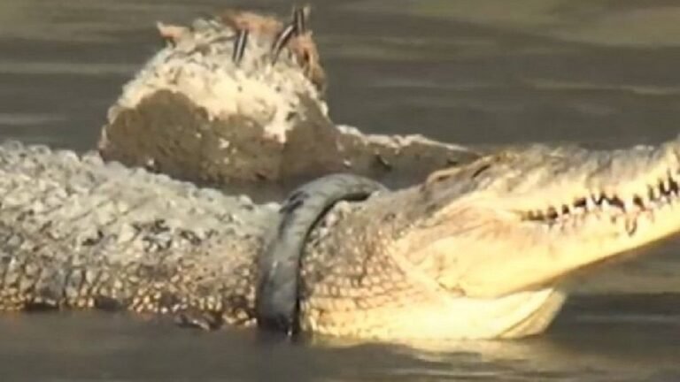 Crocodilo gigante que vivia com pneu no pescoço é salvo após saga de 6 anos