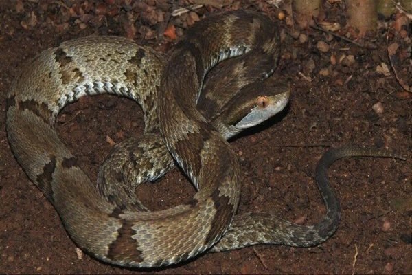 Pesquisadores descobrem nova espécie de cobra em ilha no litoral de SP