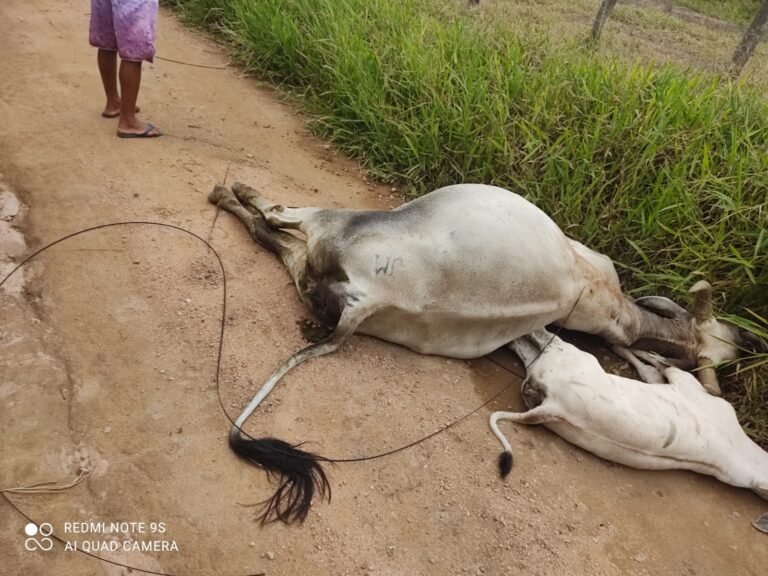 Fio de eletricidade cai e mata dois animais na zona rural de Amargosa