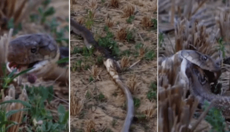 Cobra come outra inteira após arrancá-la de dentro da toca; veja vídeo