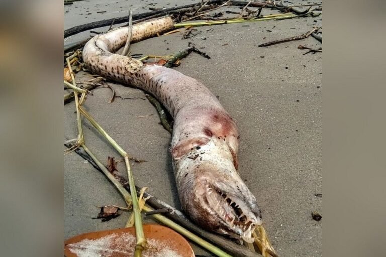 Animal com aparência estranha chama atenção em praia de São Paulo