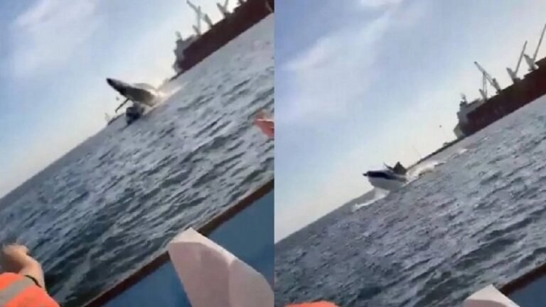 Baleia gigante salta e cai em cima de barco com turistas no México; veja vídeo