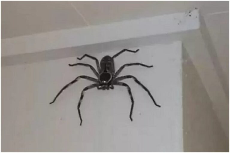 Aranha ‘gigante’ é domesticada e vira pet de australiano