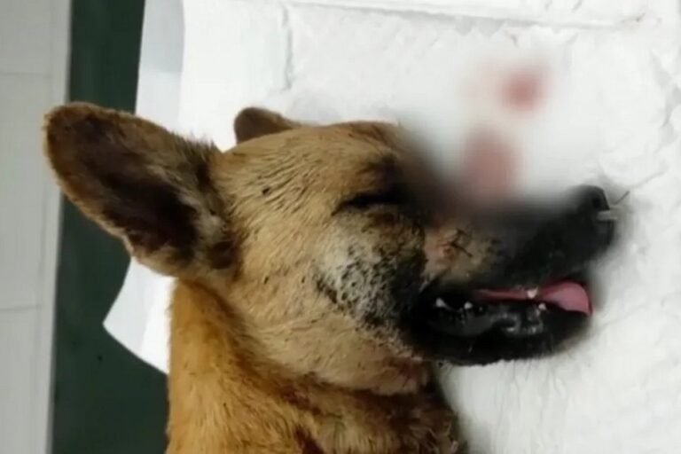 Cadela tem patas e focinho cortados em ataque com golpes de facão na Bahia