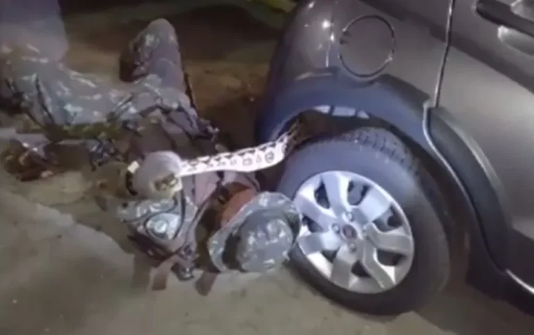 Cobra é encontrada em para-choque de carro em Salvador