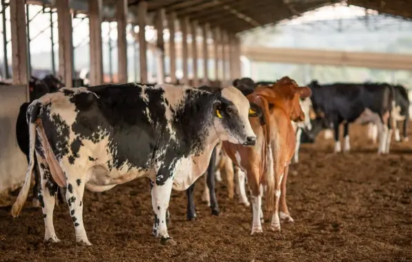 Brasil suspende exportações de carne bovina à China com confirmação de caso de vaca louca