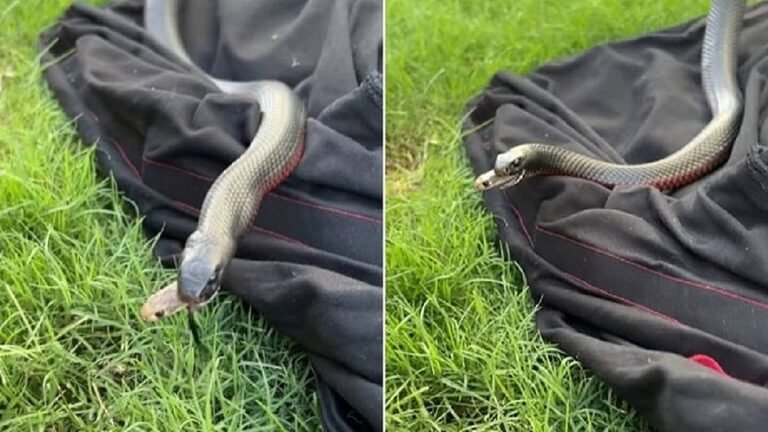 Vídeo flagra cobra botando a cabeça pra fora da boca de outra serpente na Austrália