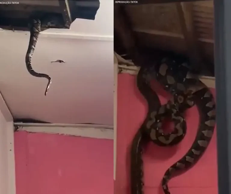 Cobras gigantes caem do teto de casa na Malásia, e vídeo viraliza na internet; veja!