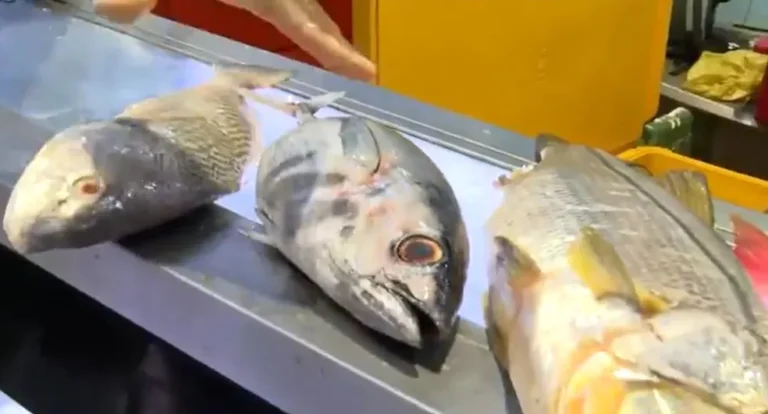 Procura por peixe aumenta na Quaresma: comerciantes do Mercado do Peixe esperam aumento de 50% nas vendas