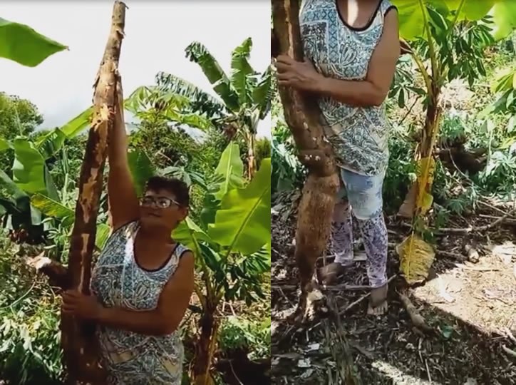 Moradora de Amargosa colhe aipim gigante e exibe nas redes sociais