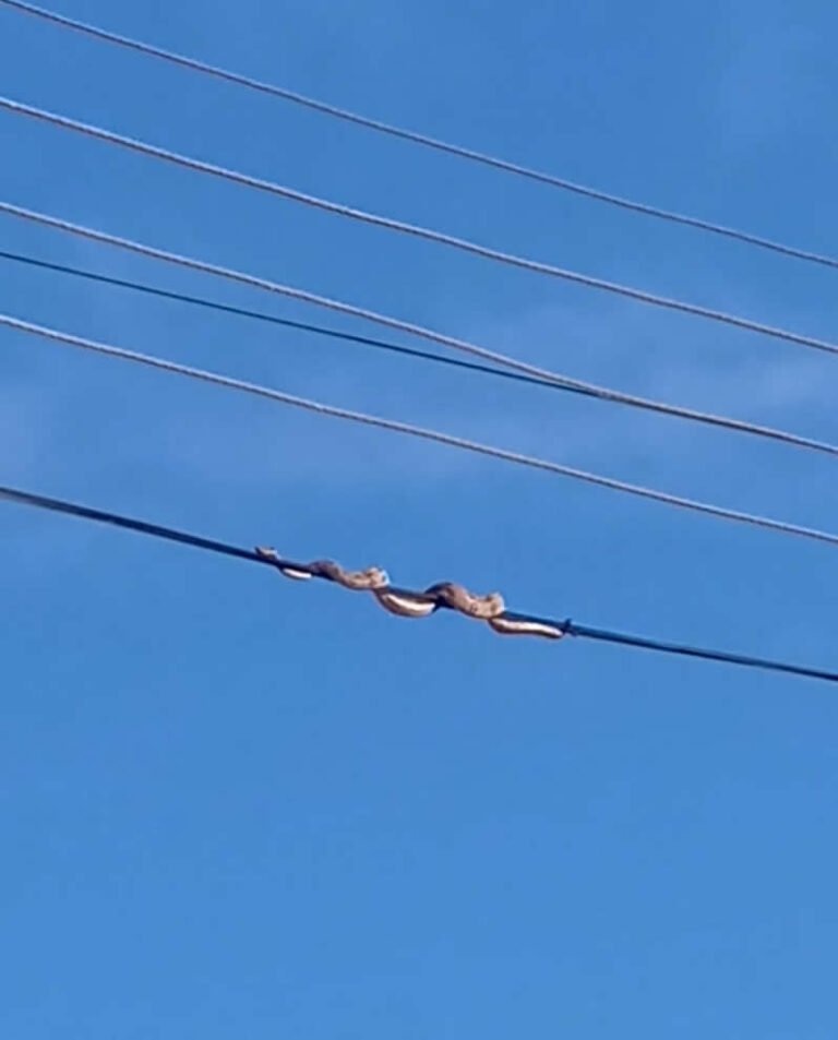 Vídeo mostra cobra em fio de energia elétrica em Amargosa, assista: