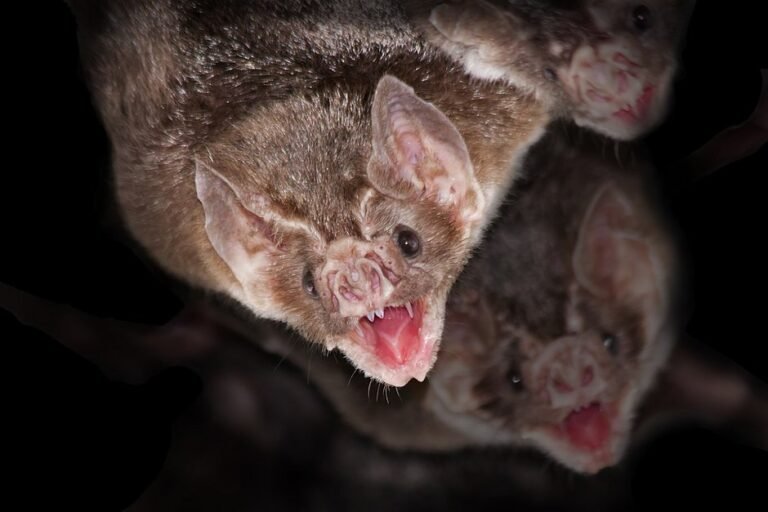 Sesab confirma nove casos de morcegos infectados com raiva