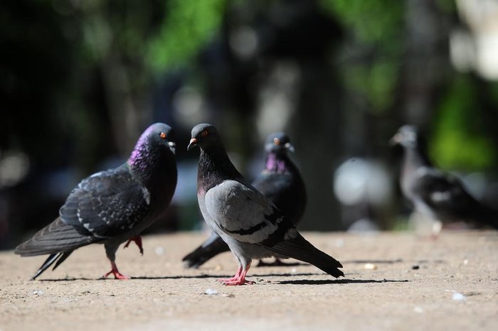 Mulher morre após contrair doença do pombo na Bahia; entenda