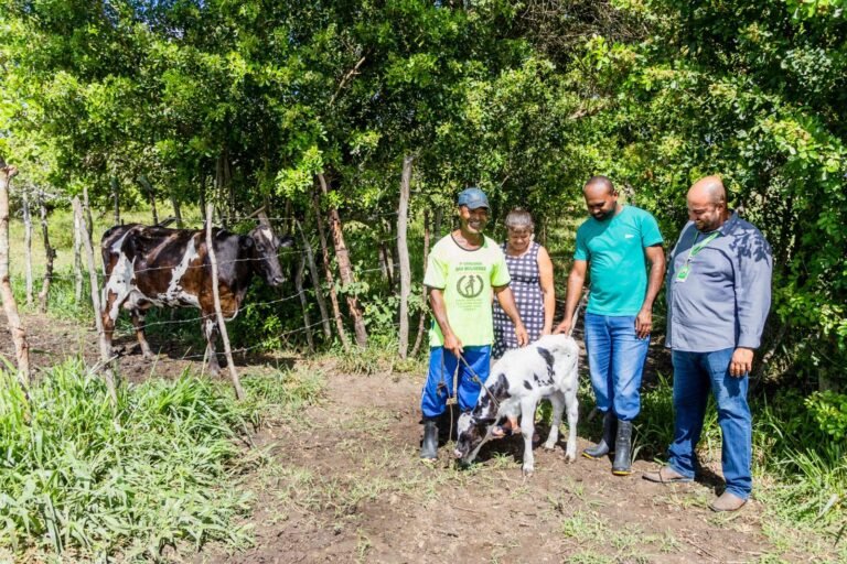 Nascem os primeiros bezerros do projeto de melhoramento genético do rebanho de Amargosa