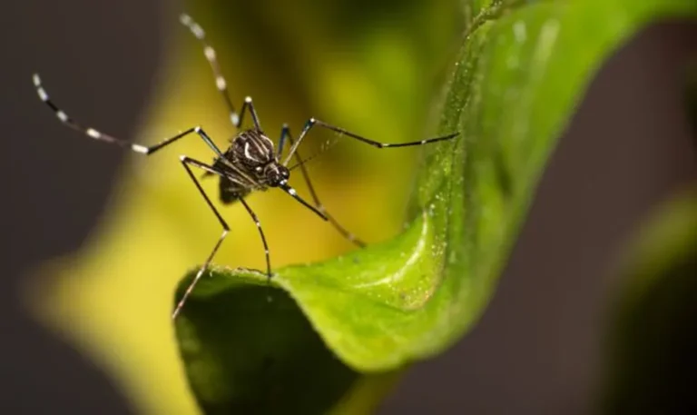 Primeira morte por dengue é registrada em Vitória da Conquista, no sudoeste da Bahia