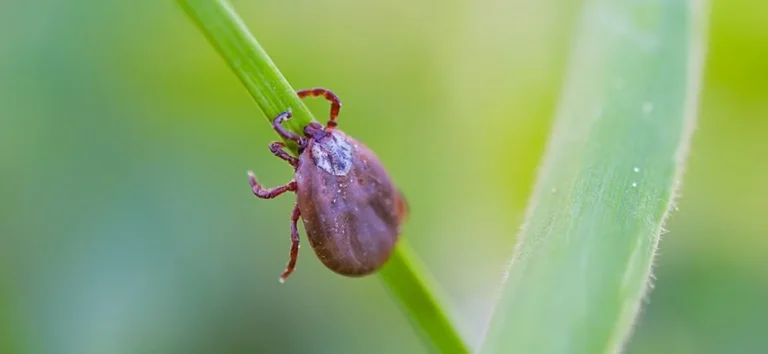 Como se tira um carrapato com segurança? Médicos orientam jamais espremer o bicho