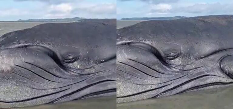 Morre baleia jubarte encalhada em praia no interior da Bahia