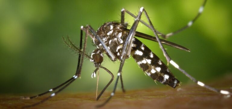 Brasil sofre aumento de 17,5% em casos de dengue; mais de 1,6 milhão foram registrados em 2023