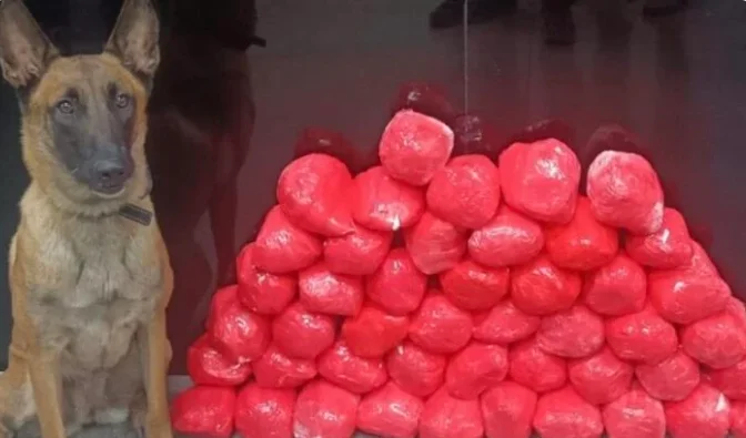 Polícia apreende 46 tabletes de cocaína em Jequié