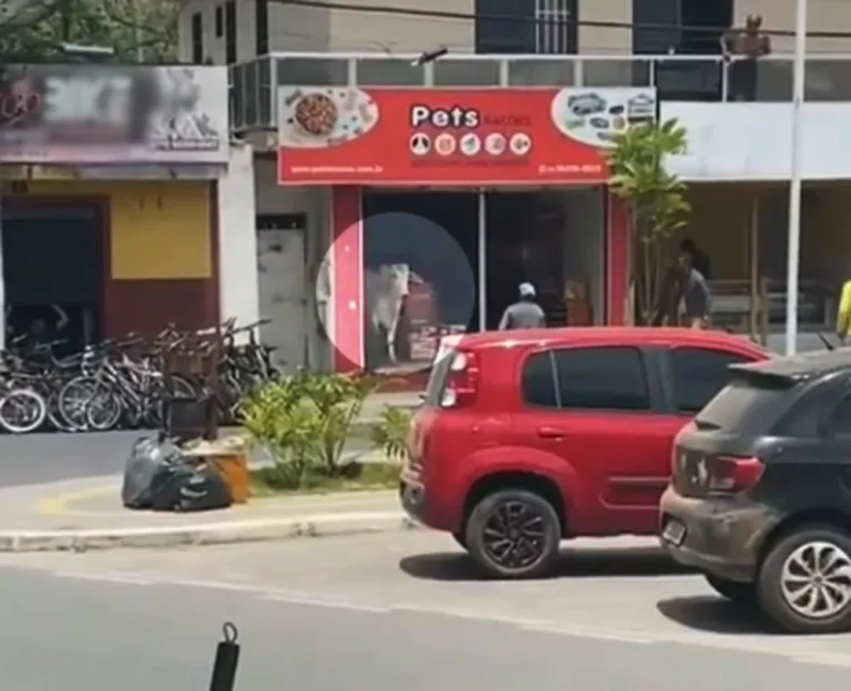 Boi invade petshop em Amargosa; vídeo