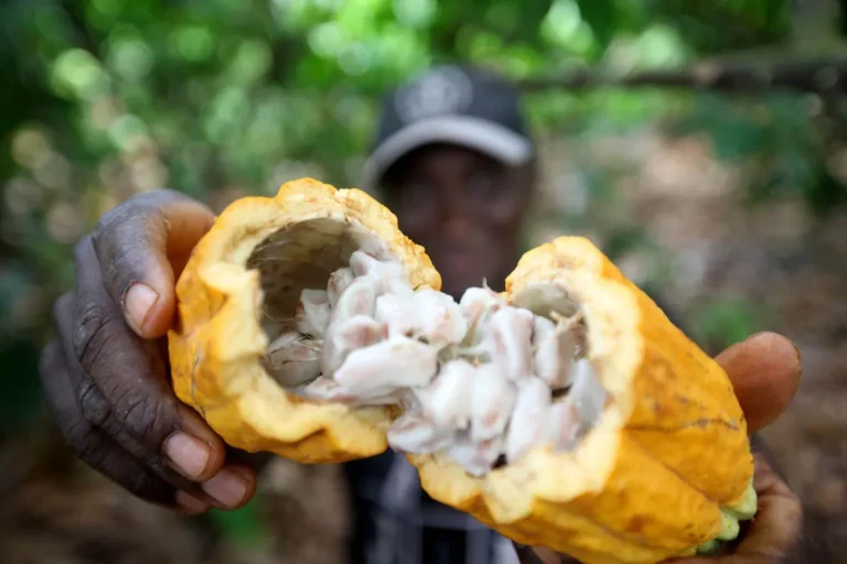 Produção de cacau cai e afeta negócios de produtores de chocolate