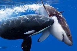 Orca devora tubarão branco em ataque surpreendente