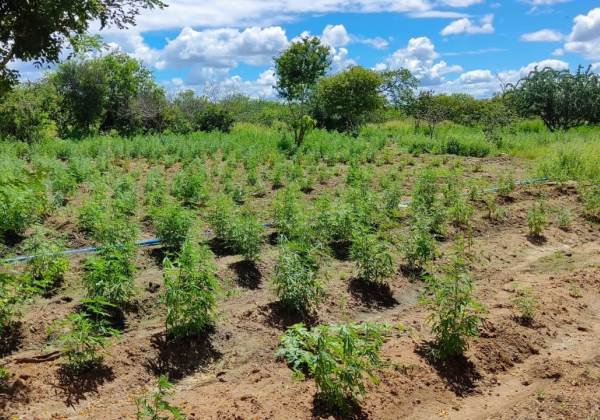 Cerca de 70 mil pés de maconha são encontrados na Bahia