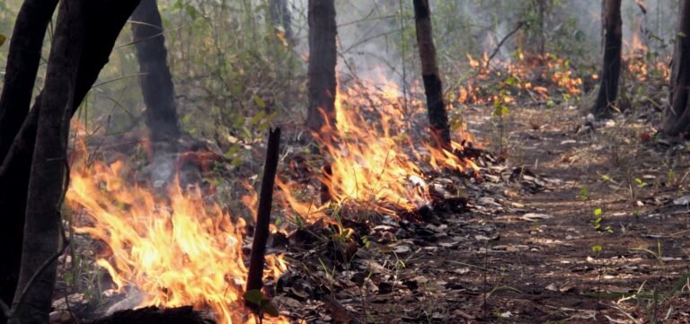 Bahia registra mais de 700 focos de queimadas em agosto, aponta instituto