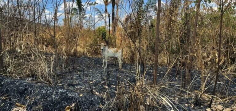 Pará decreta emergência devido a focos de incêndio